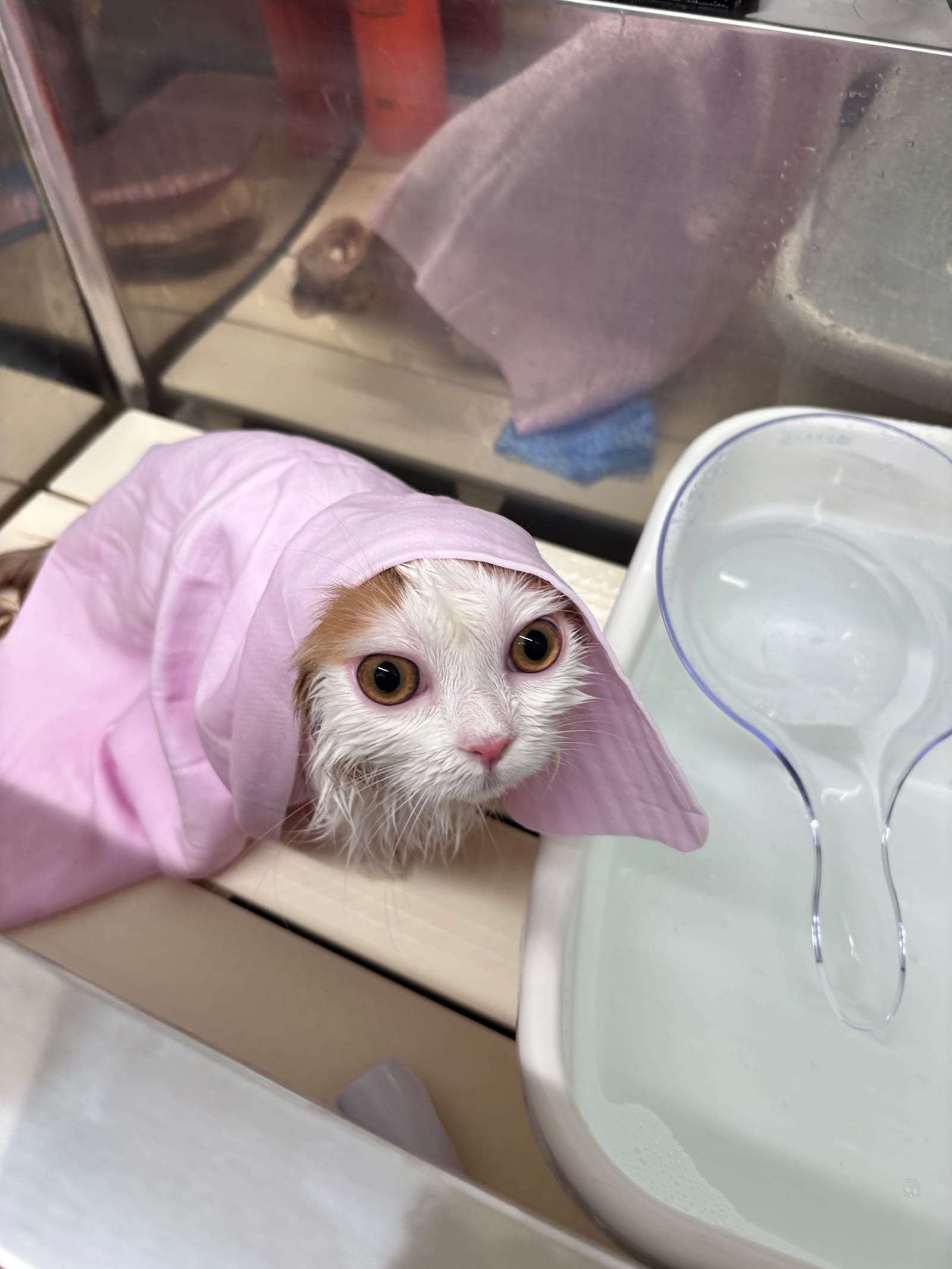 猫の毛玉はなぜできる？動物看護師が教える取り方と予防法