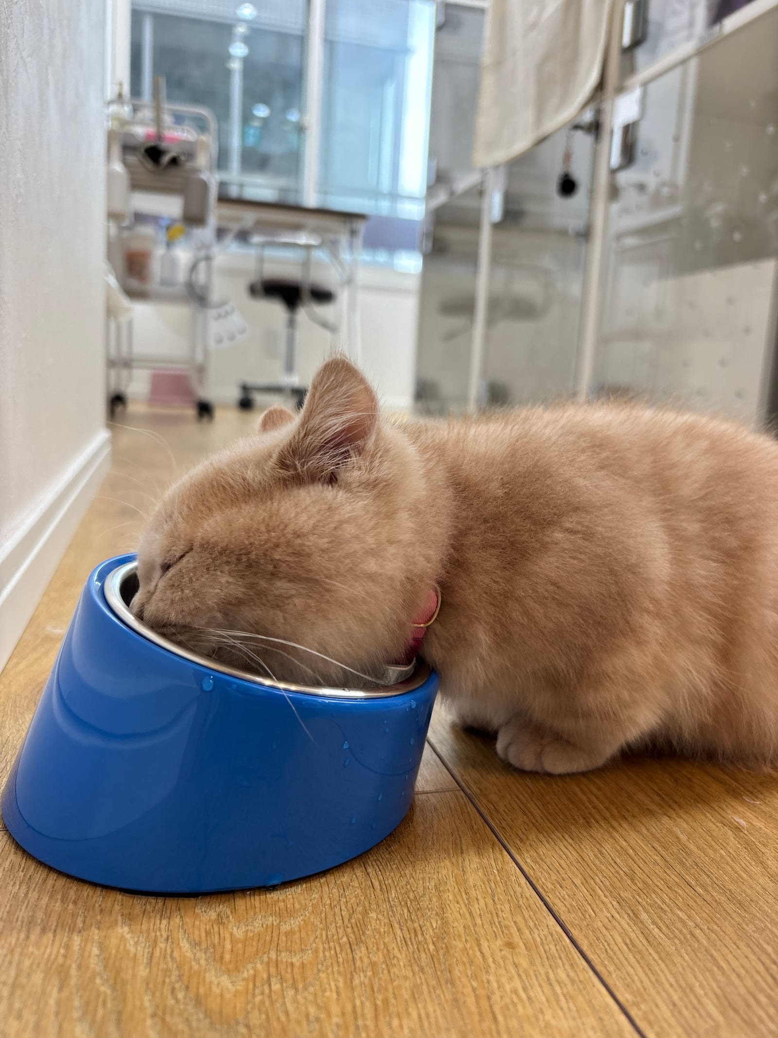 お水を飲まない猫ちゃんの飼い主様必見!動物看護師が教える「水を飲ませる」工夫10選