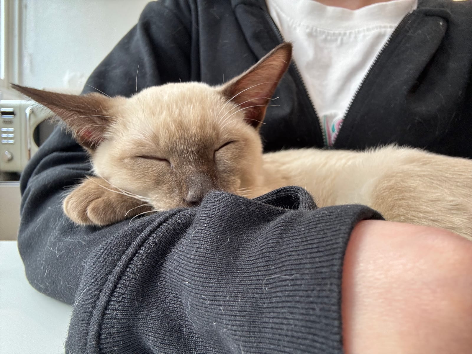お水を飲んでくれない猫ちゃんに動物看護師がやること。