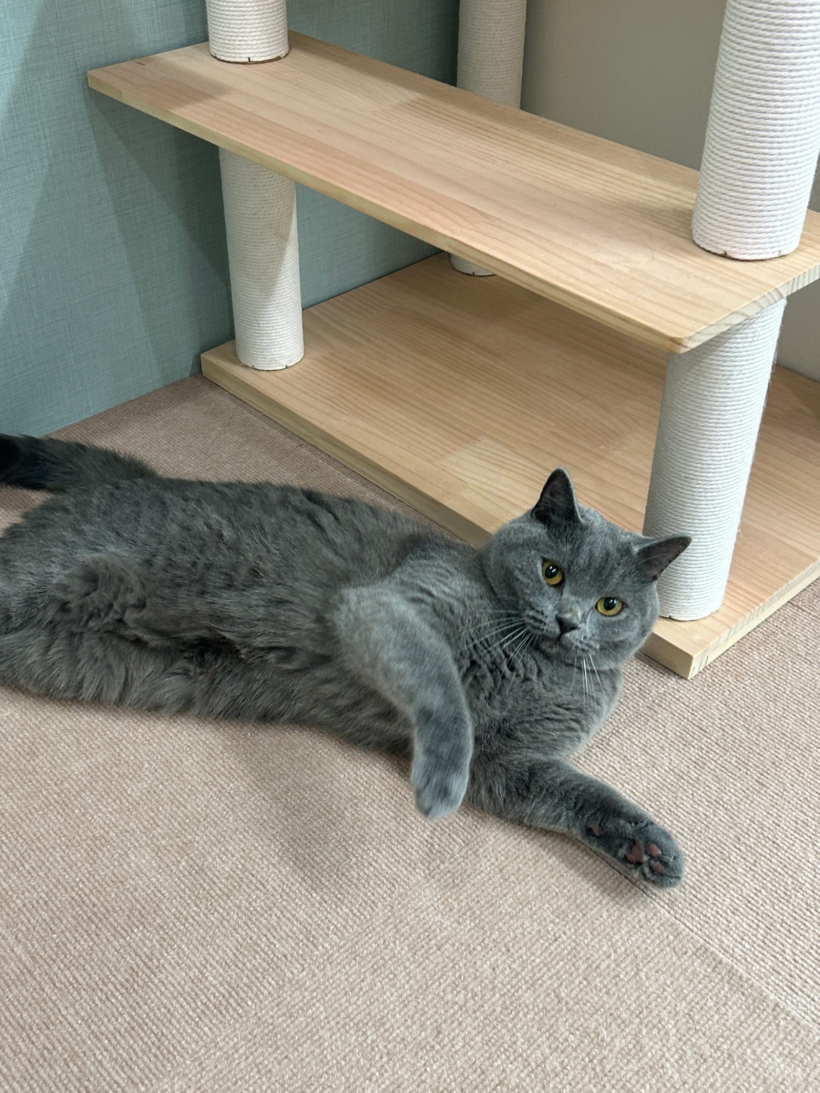 動物看護師がお世話する、まりんハウスのキャットホテル ―「いつもと違う」に気づくために、毎日見ていること