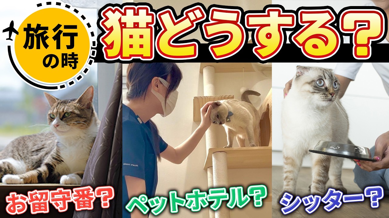YouTube動画「旅行中の猫どうする問題を徹底解説」のサムネイル
