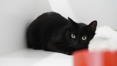 スタンダードルーム