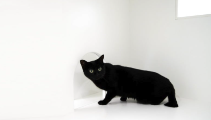 スイートルーム