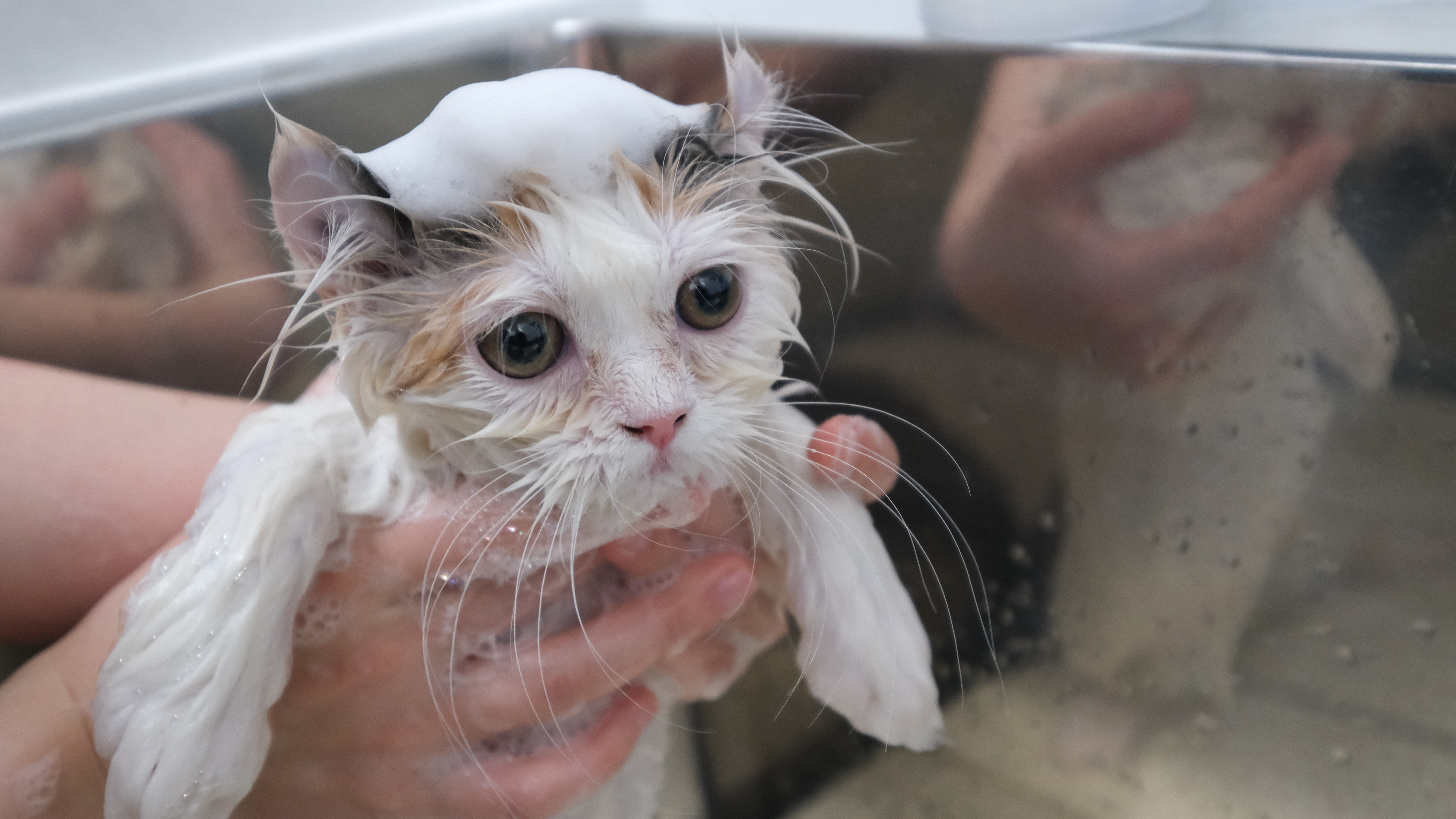 スタンダード シャンプーコース