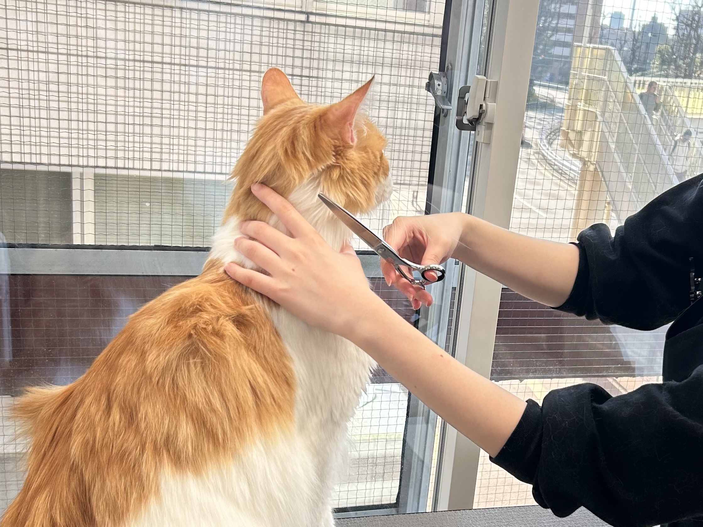 ラグジュアリーコース